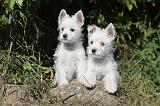 WESTIE 152